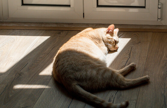 Ginger cat sleeping in a patch of sunlight on wooden floor