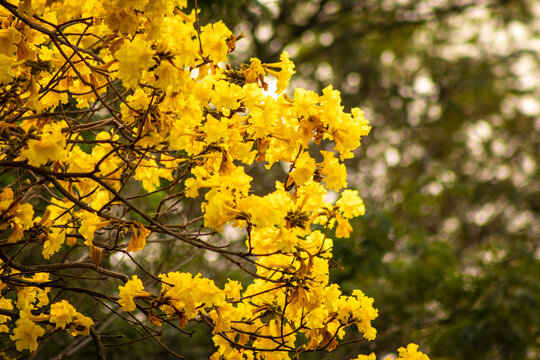 Yellow ip&ecirc; flower. Yellow Ip&ecirc; tree in bloom.