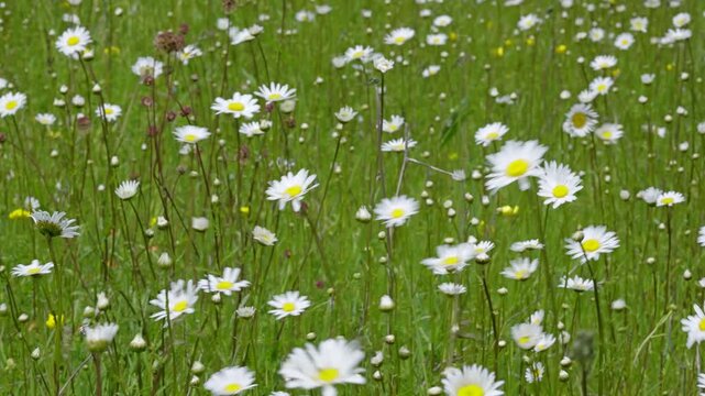 White daisies and small wildflowers scattered through lush green grass, creating a peaceful natural meadow scene in soft daylight