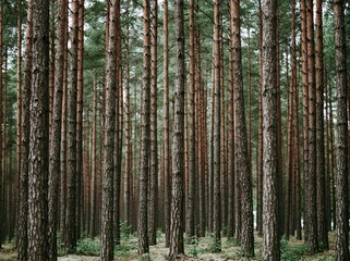 Fototapeta premium Enigmatic Pine Forest Enveloped in Frosty Mist, Invoking a Sense of Tranquility and Wonder Beneath Overhead Canopy