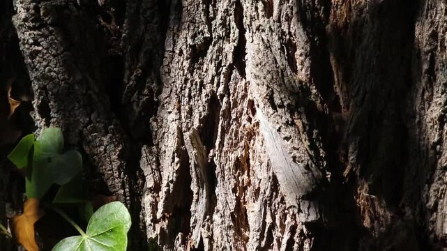 Close up video of tree bark texture with moving sunlight, showing the rugged surface and details of an old trunk with green ivy leaves at the beginning of the shot
