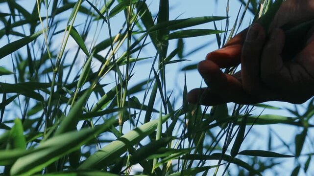 Low angle perspective of a hand slowly caressing green bamboo leaves against a clear blue sky, evoking a sense of calm, exploration, and a tactile connection with nature