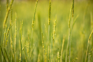 Fototapeta premium Oat plantation