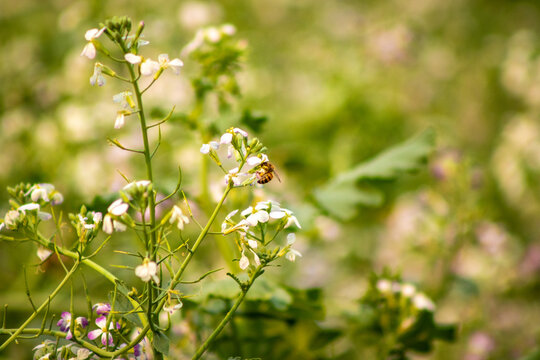 Bee pollinating a forage turnip flower.