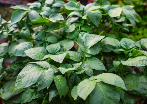 Lush green potato plants growing in a garden