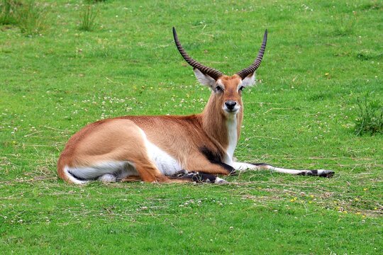 Litschie's waterbuck lies in the grass. Kobus leche.