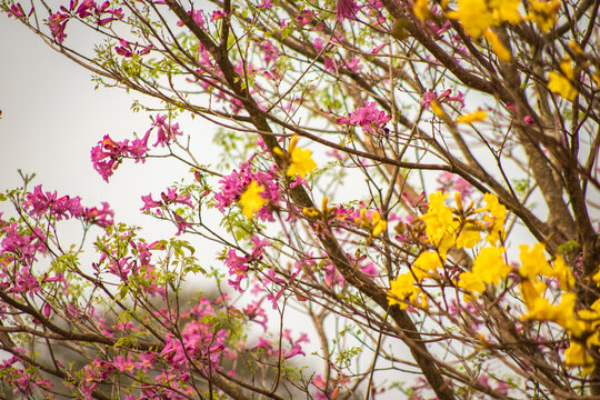 Yellow and pink ip&ecirc; flowers. Yellow and pink ip&ecirc;s.
