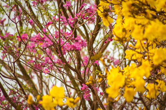 Yellow and pink ip&ecirc; flowers. Yellow and pink ip&ecirc;s.