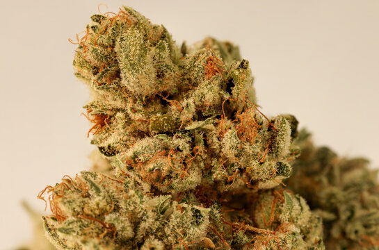 Macro Close Up of Cannabis Marijuana Flower Bud With Trichomes and Orange Hairs