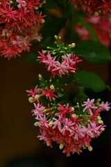 Fototapeta premium red and yellow flowers
