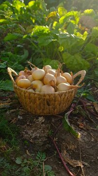 Onion harvest in the garden. Selective focus.
