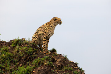 Cheetah sits upright on a mound and gazes across the savannah - Masai Mara National Reserve, Kenya, African wildlife safari photography © theStorygrapher