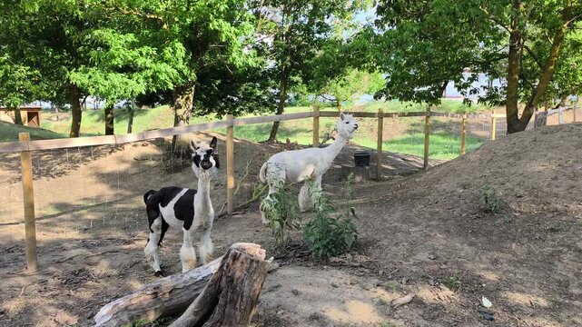 Huacaya alpaca black-and-white "pinto" or "appaloosa" patterned fleece. High quality 4k footage
