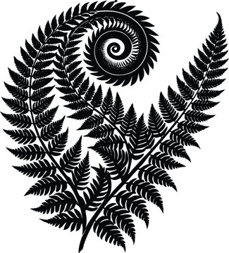 Black fern frond with a spiral unfurling on white background