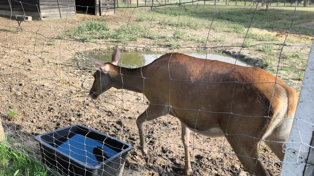 Beautiful Red Deer at zoo High quality 4k footage