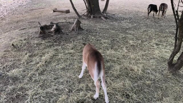 Baby Little pony at outdoor arena High quality 4k footage