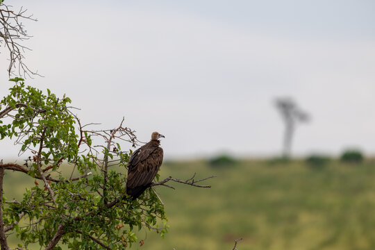Ruppell's vulture perches on a branch overlooking open savannah - Masai Mara National Reserve, Kenya, African wildlife safari photography