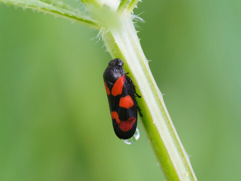 Close-up macro photograph of a common froghopper (Cercopis vulnerata) resting on a green plant stem. The striking black body with bright red markings contrasts.