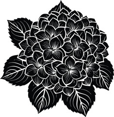 Fototapeta premium Black and white of a hydrangea flower with leaves