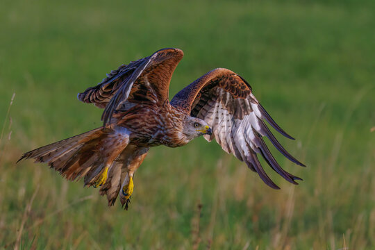 Rotmilan (Milvus milvus)