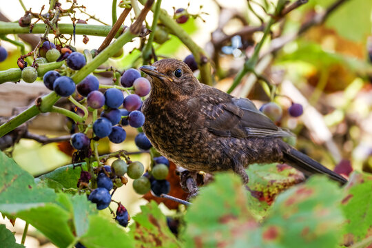 Amsel (Turdus merula)