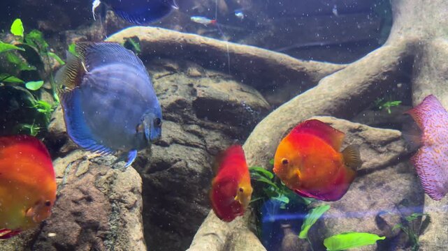 Blue discus Symphysodon aequifasciatus and red discus Symphysodon haraldi swimming among aquatic plants and driftwood in a freshwater aquarium. Tropical fish collection, ornamental aquaculture, underw