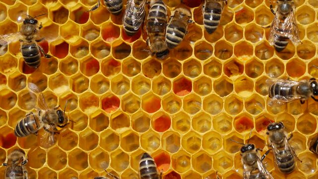 Inside the hive, the bees create a honeycomb of wax and convert the nectar into honey