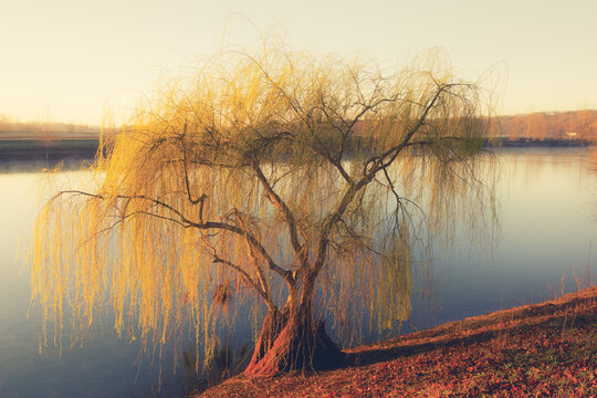 Un saule pleureur au bord d'un &eacute;tang, offrant un paysage po&eacute;tique pr&egrave;s de Castelferrus, dans le Tarn-et-Garonne, en France.