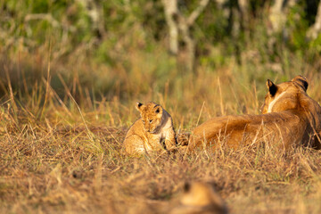 Young lion cub sits in golden grass beside a resting lioness on the savannah - Masai Mara National Reserve, Kenya, African wildlife safari photography © theStorygrapher