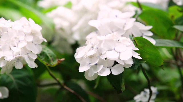 white hydrangea flowers and bushes blooming on contrast background in Japan, slow motion
