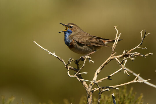 Un pechiazul en la sierra de gredos