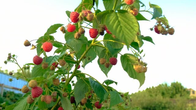 Ripe raspberries on a branch. Selective focus.