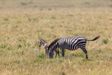 Obraz premium Plains zebra grazes beside its foal on open savannah grassland - Masai Mara National Reserve, Kenya, African wildlife safari photography