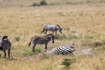 Obraz premium Plains zebra rolls in the dust while other zebras graze nearby on the savannah - Masai Mara National Reserve, Kenya, African wildlife safari photography
