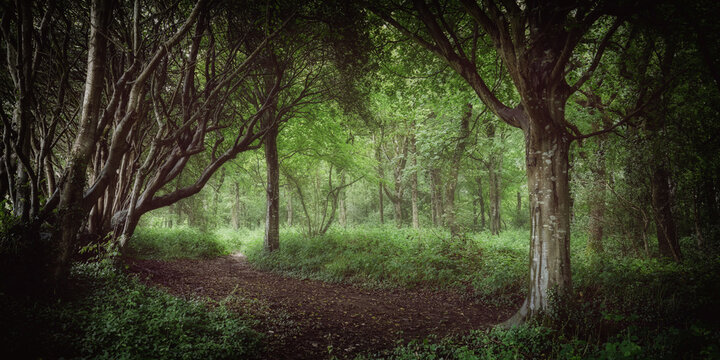 Idless woods in cornwall england uk panorama