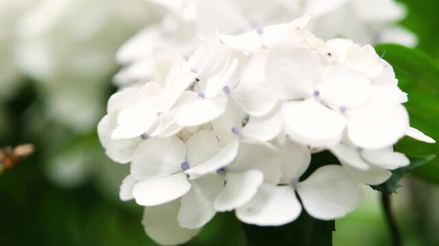 white hydrangea flowers and bushes blooming on contrast background in Japan