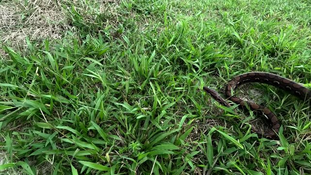Small Snake Hidden in Green Grass in Tropical Ecuador, Reptile Wildlife Camouflage, Rural Habitat, Biodiversity Observation and Natural Ground Detail, Stock Nature and Travel Background