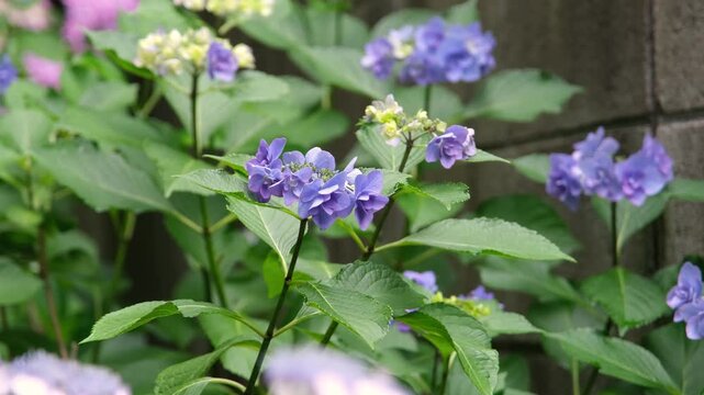 purple hydrangea flowers and bushes on dark contrast background in Japan, slow motion