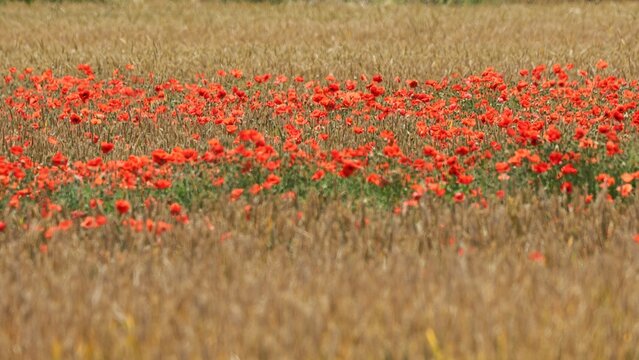champs coquelicot