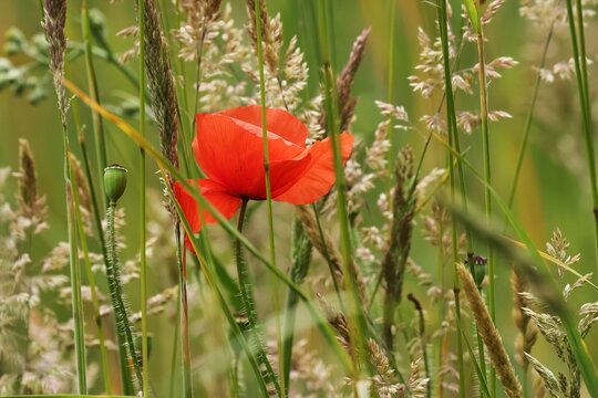 coquelicot