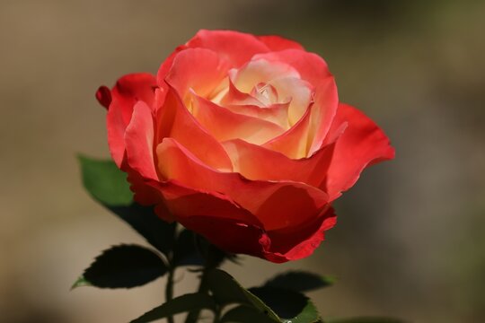 rose
