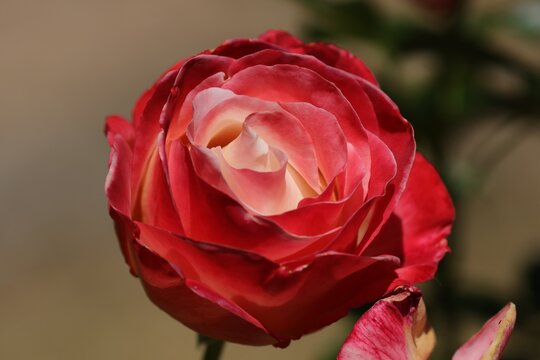 rose rouge