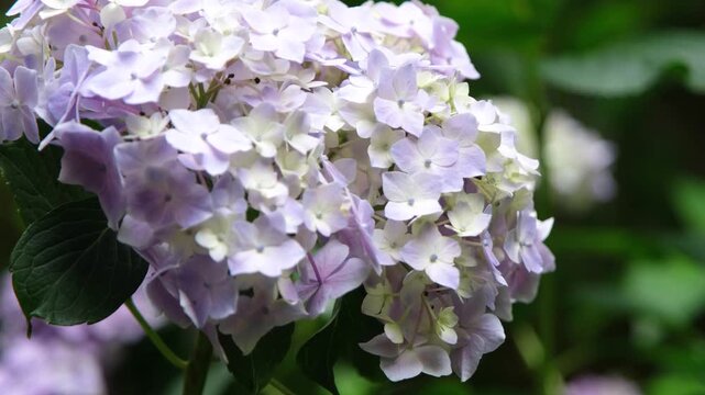 purple hydrangea flowers and bushes on dark contrast background in Japan, slow motion