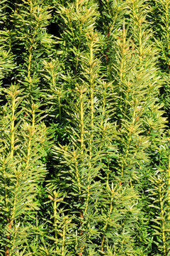 Taxus baccata 'Icicle'. Close up of upright new spring variegated green with a yellow edge yew foliage. 