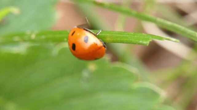 Red seven-spot ladybug crawling upside down along thin green grass stem. Soft light, close-up, blurry green foliage background. Tiny World and Survival Instinct.