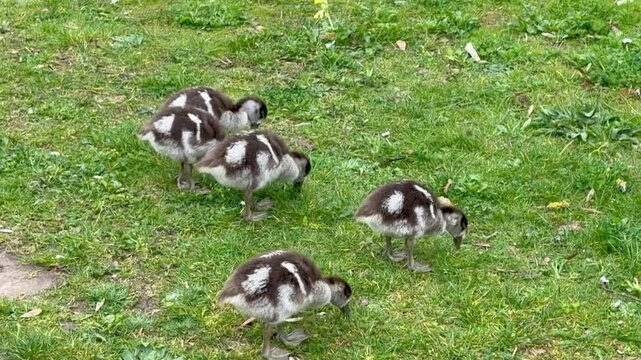Cute fluffy Canada goose goslings grazing and eating fresh green grass on lawn.