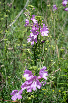 Beautiful pink flowers of Musk Mallow (Malva alcea) blooming in a wild summer meadow.