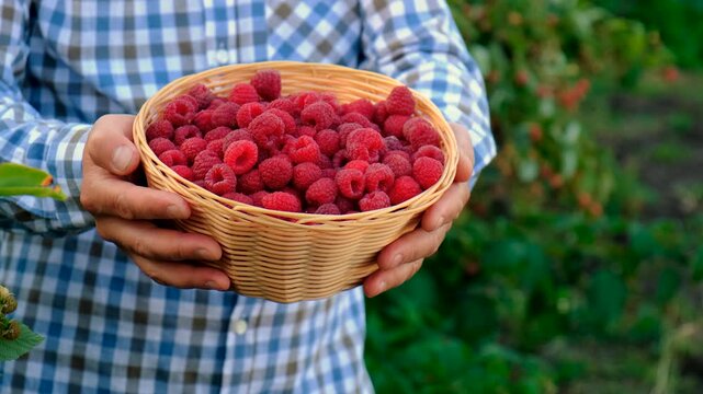 A farmer with a raspberry harvest in the garden. Selective focus.