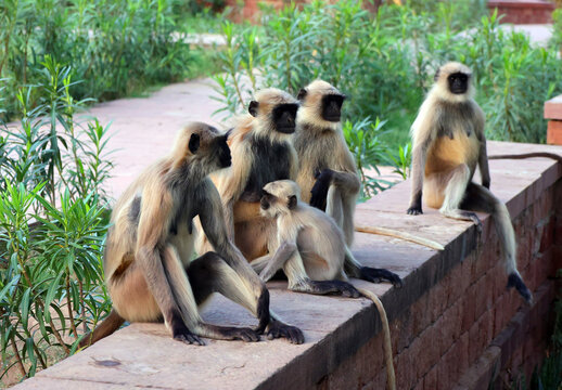 Gray langurs, also called Hanuman langurs and Hanuman monkeys, are Old World monkeys native to the Indian subcontinent constituting the genus Semnopithecus.