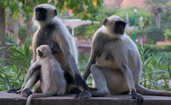 Gray langurs, also called Hanuman langurs and Hanuman monkeys, are Old World monkeys native to the Indian subcontinent constituting the genus Semnopithecus.